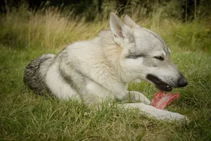 Cute Malamute puppy with striking eyes in grass