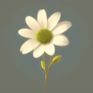 Bright Yellow Daisy Petals in Meadow