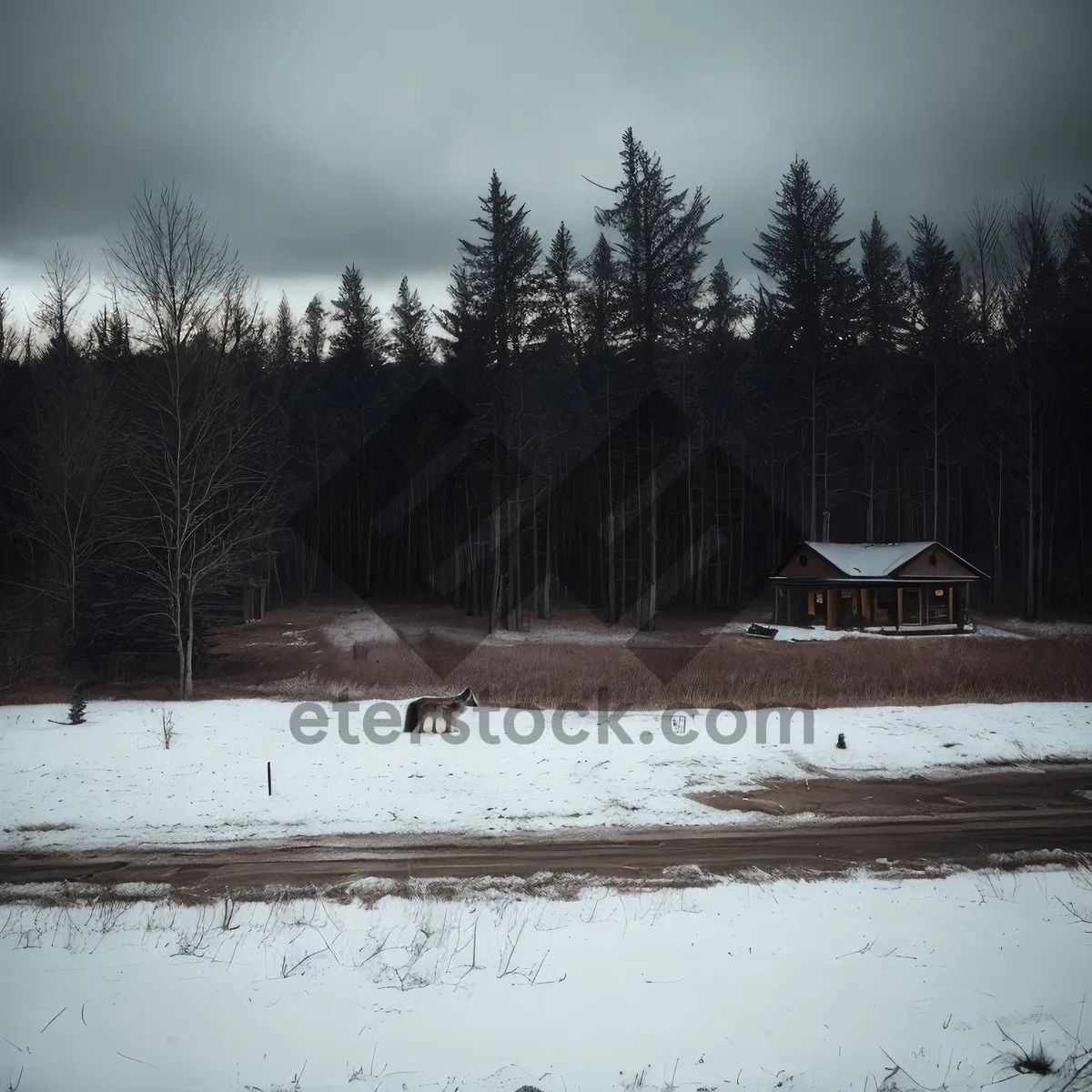 Picture of Snowy Winter Forest Landscape with Frozen River