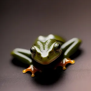 Bulging Orange Eyed Tree Frog in Wildlife