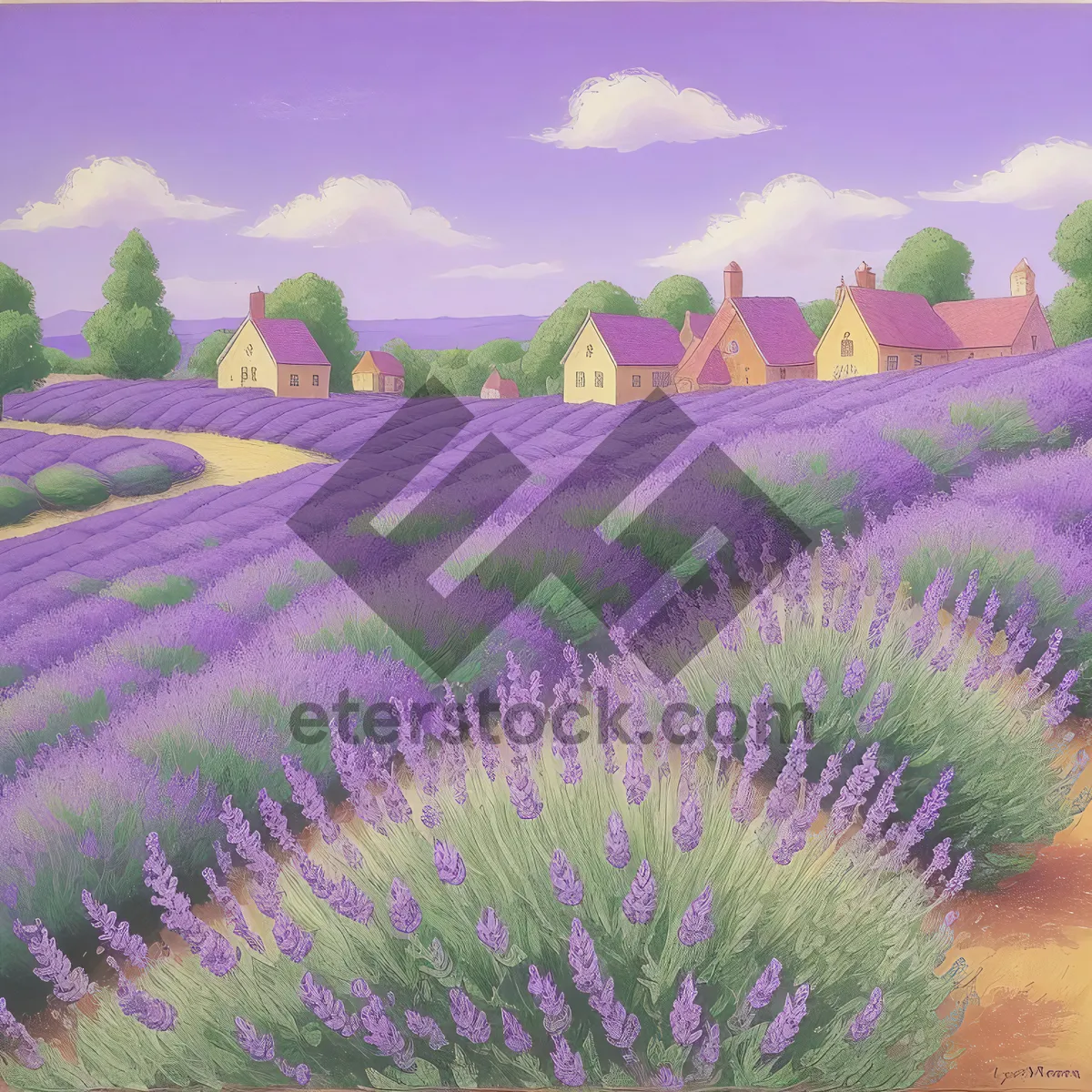 Picture of Colorful Lavender Field in Rural Landscape