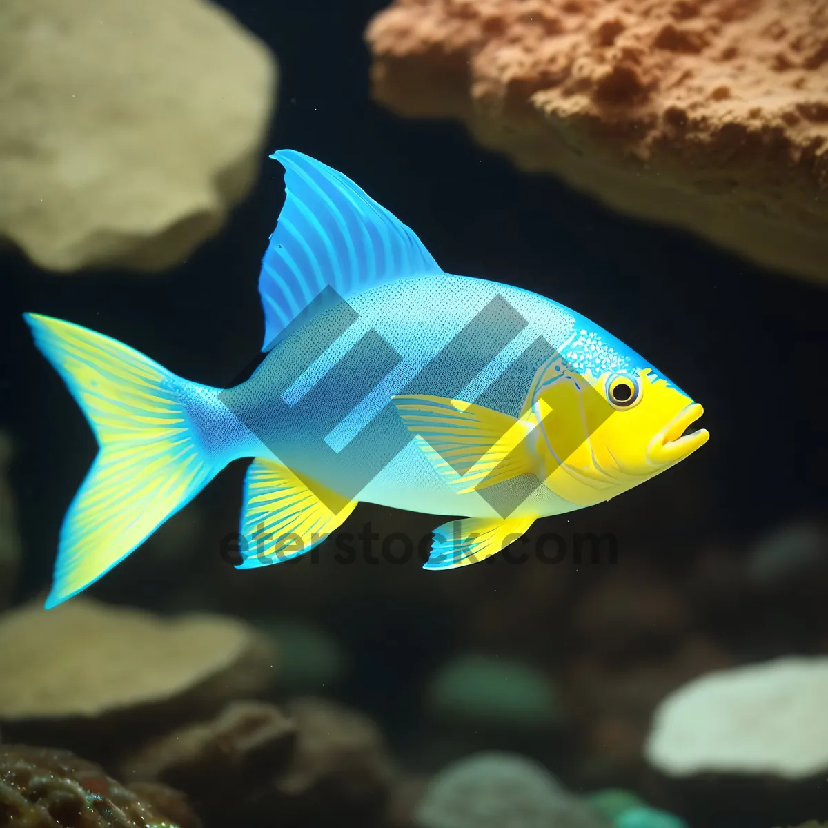 Picture of Vibrant Tropical Aquarium Life: Exotic Fish and Colorful Reef.