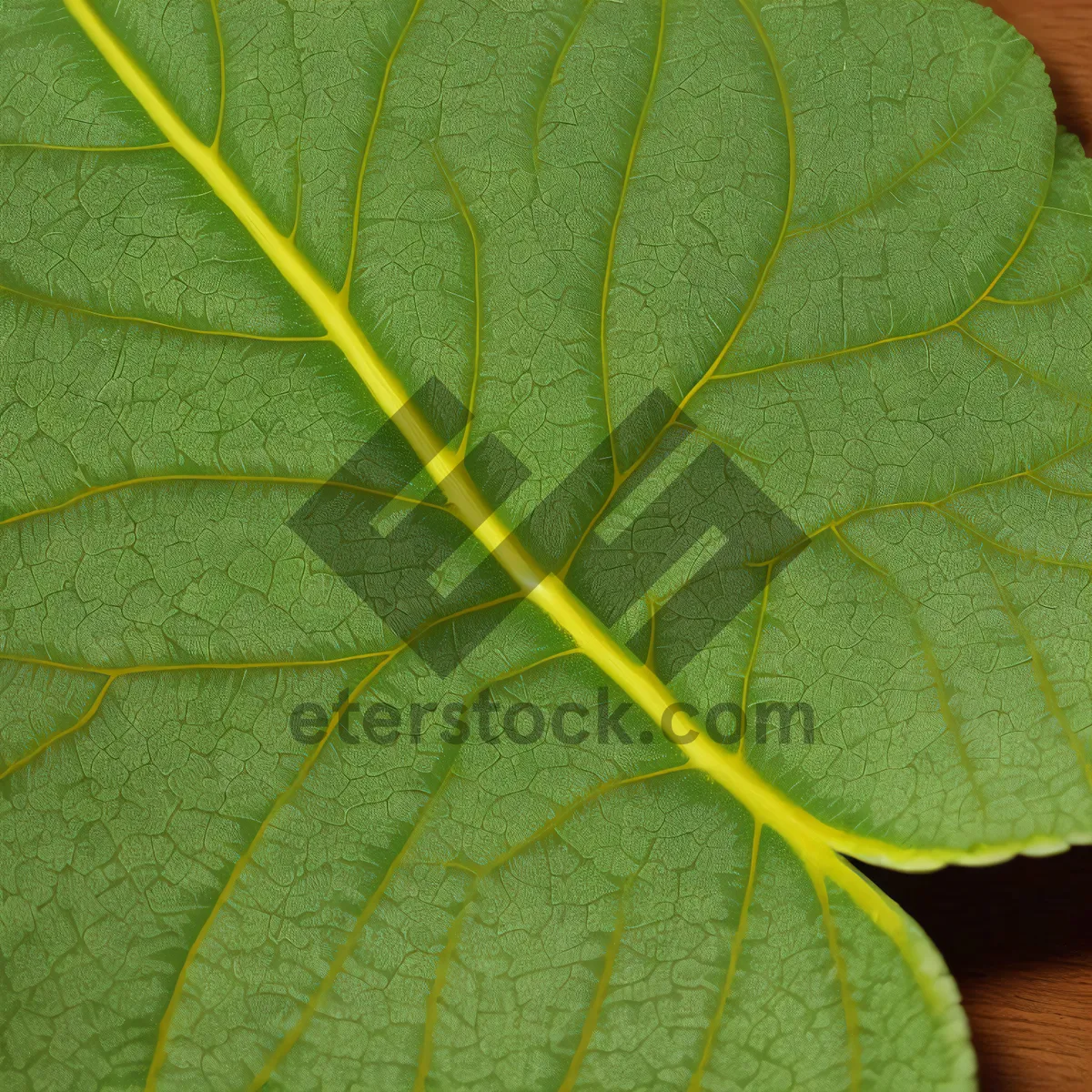 Picture of Lively Leafy Arthropod Among Vibrant Spring Foliage.