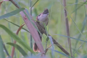 Colorful Finch perched on a Spring Branch.