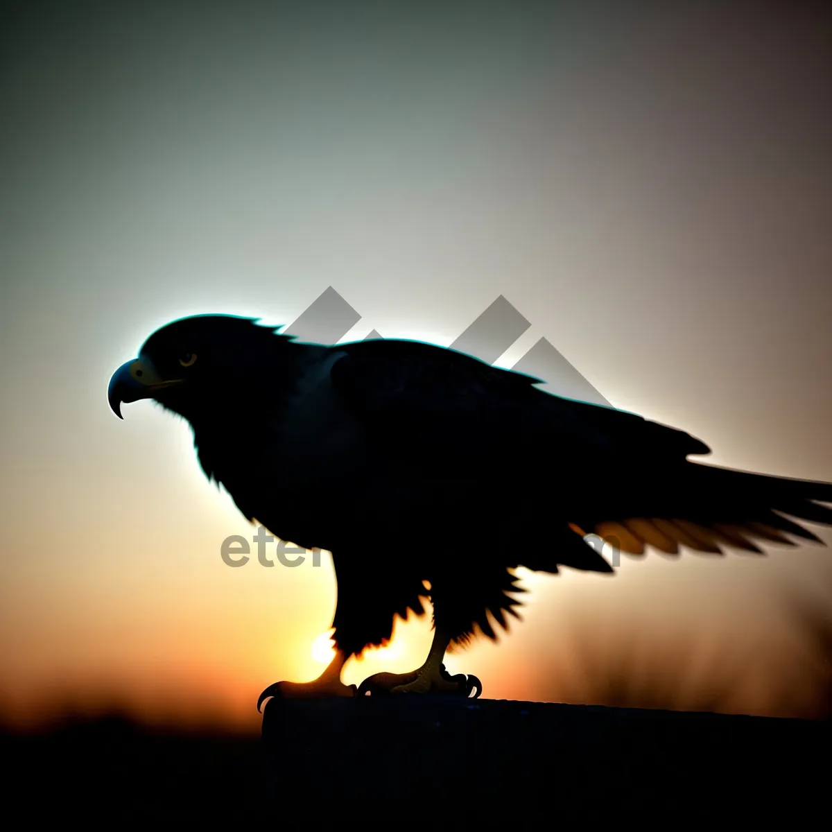 Picture of Majestic Black Grouse Feathered Wings Soar