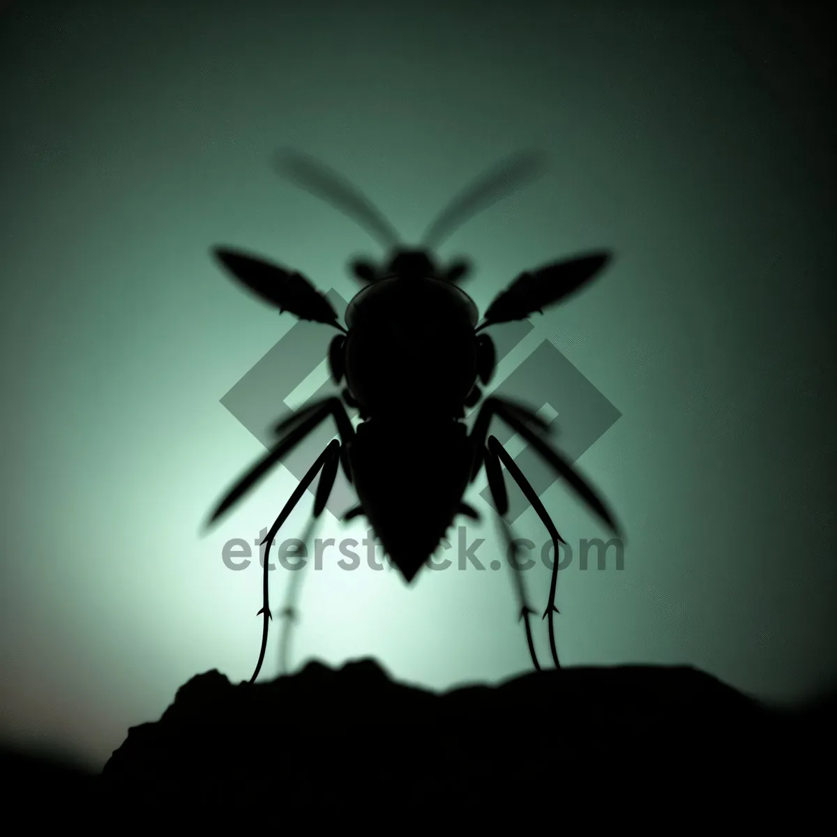 Picture of Infectious Black Mosquito: Close-up Wildlife Arthropod