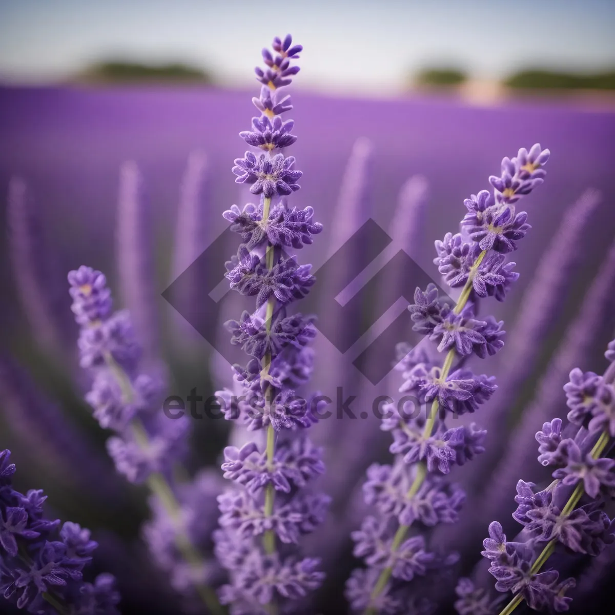 Picture of Lavender Blooms In Rustic Countryside Garden