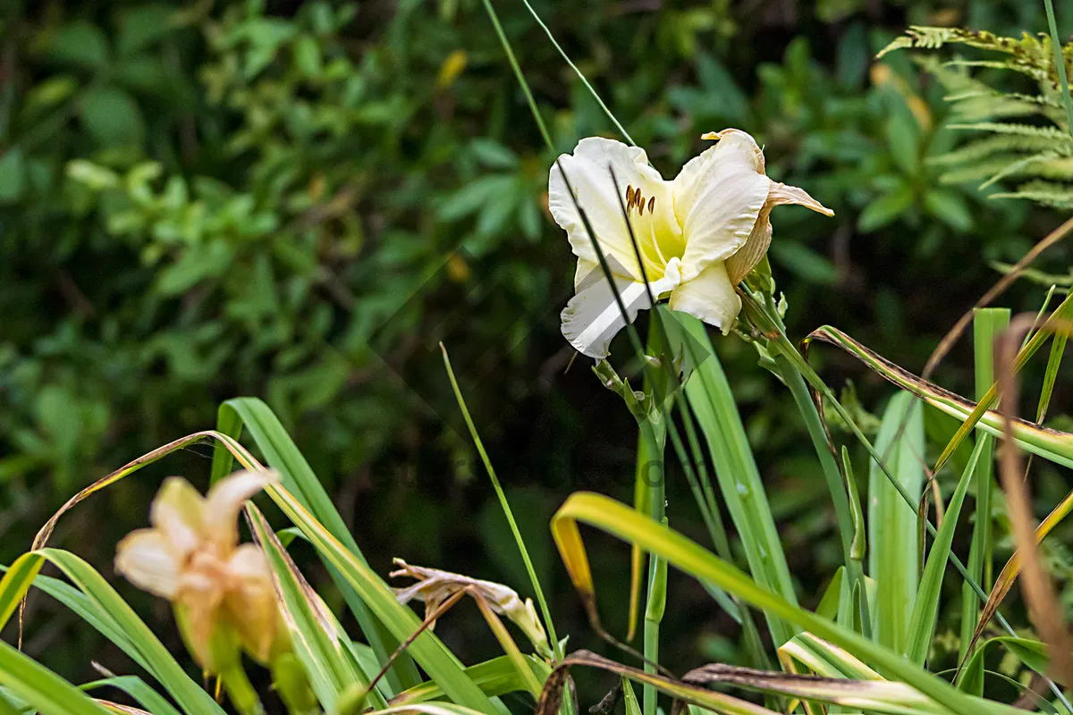 Picture of Yellow Meadow Blooms in Summer Grass Field