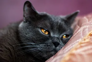 Adorable gray kitten with curious eyes and fluffy fur