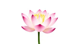 Bright Spring Floral Bouquet Pink Lotus Flower