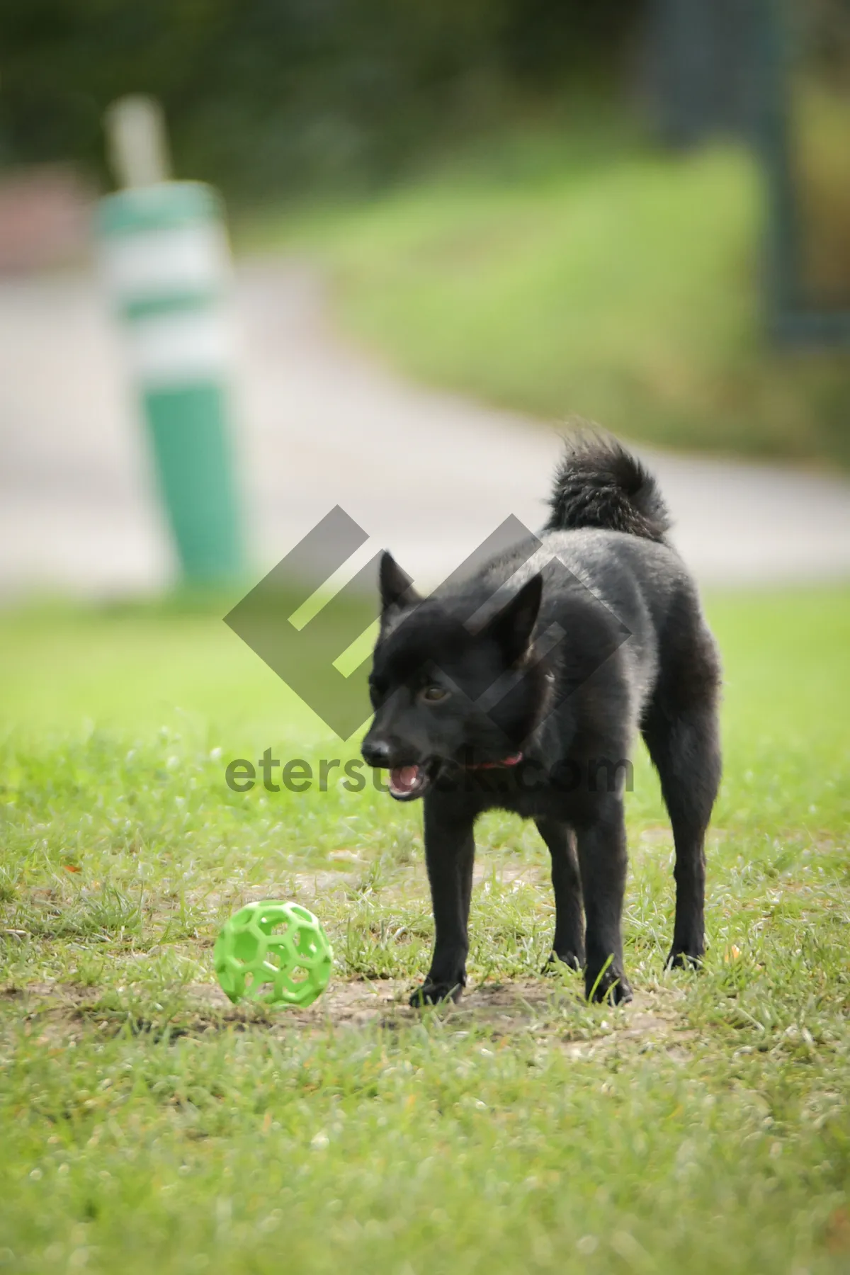 Picture of Black domestic cat with cute eyes on grass