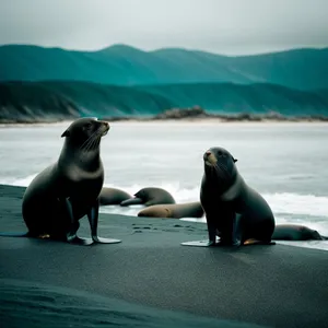 Playful Sea Lion Resting on Sandy Beach