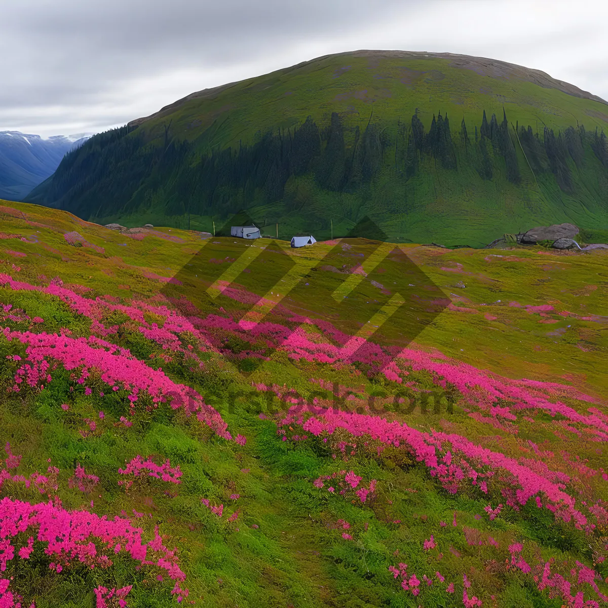 Picture of Serene Highland Meadow with Colorful Moss Pink Blooms