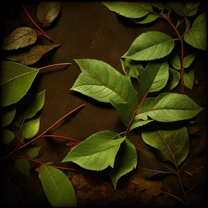 Bright Leafy Branch in Lush Green Forest