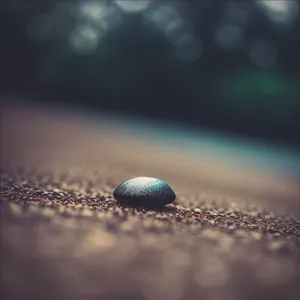 Black Stone Snail: Close-up Gastropod Ball