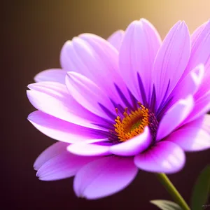 Pink Daisy Blossom in a Colorful Garden.