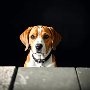 Brown Beagle Puppy: Adorable Purebred Hunting Dog