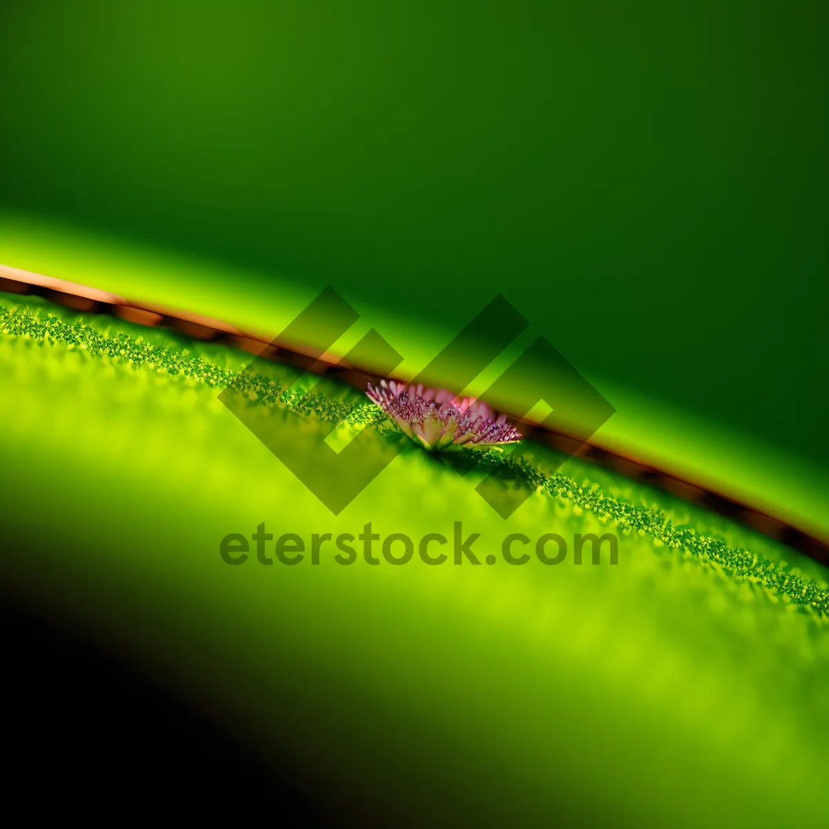 Picture of Dew-drenched Lacewing: A Colorful Arthropod in Nature's Light