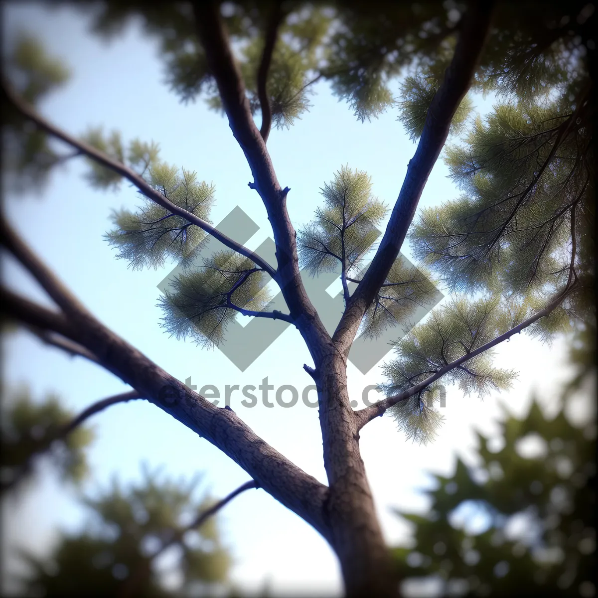 Picture of Sunlit Forest Canopy with Majestic Eucalyptus Trees