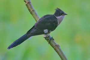 Black bird with piercing eye and feathered wings