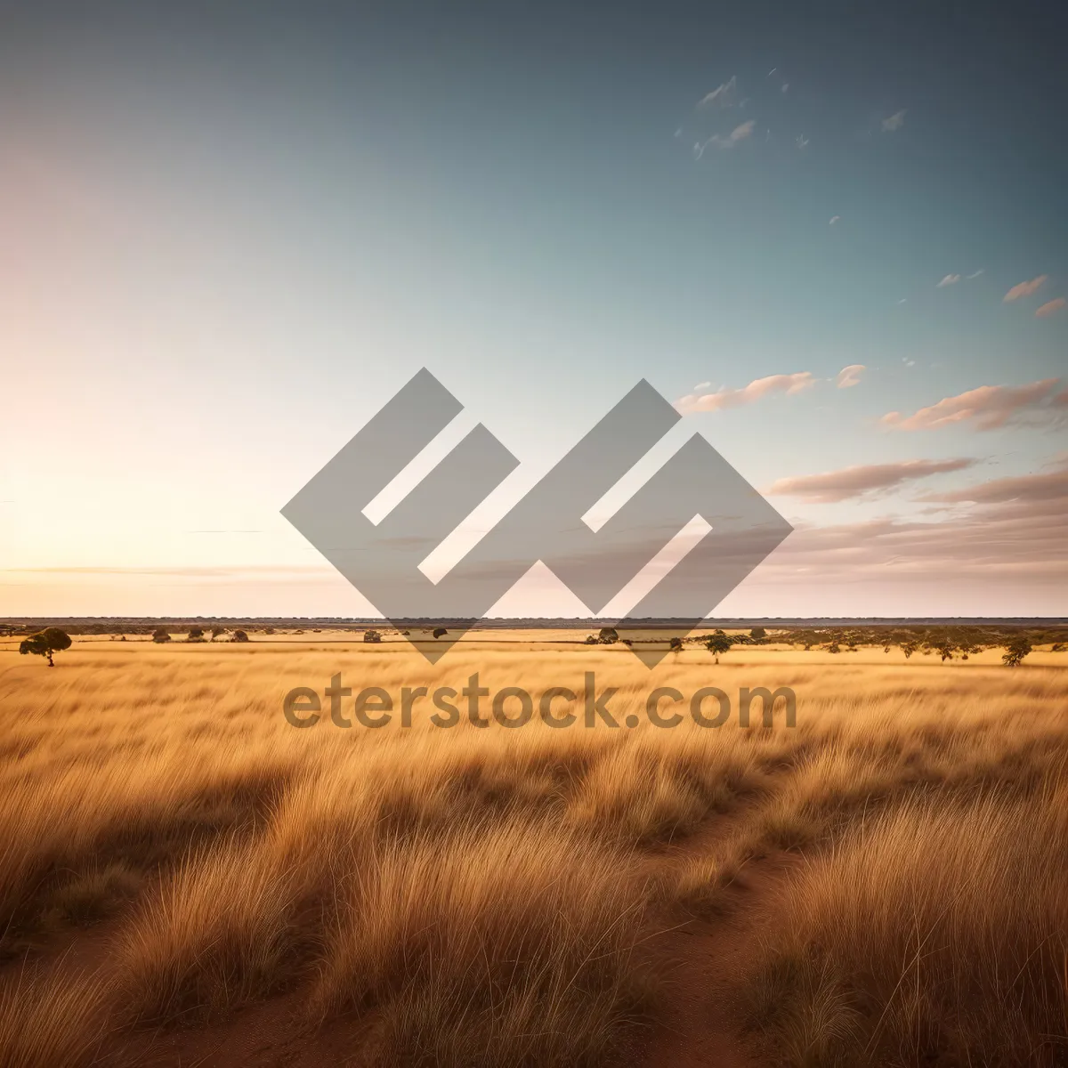 Picture of Golden Wheat Field Bathed in Sunset Glow