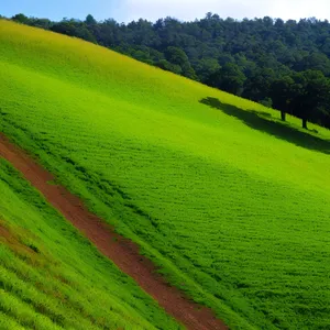 Sunlit Rice Field with Lush Landscape