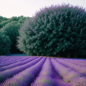 Colorful Echinoderm Sea Urchin Among Lavender Flowers