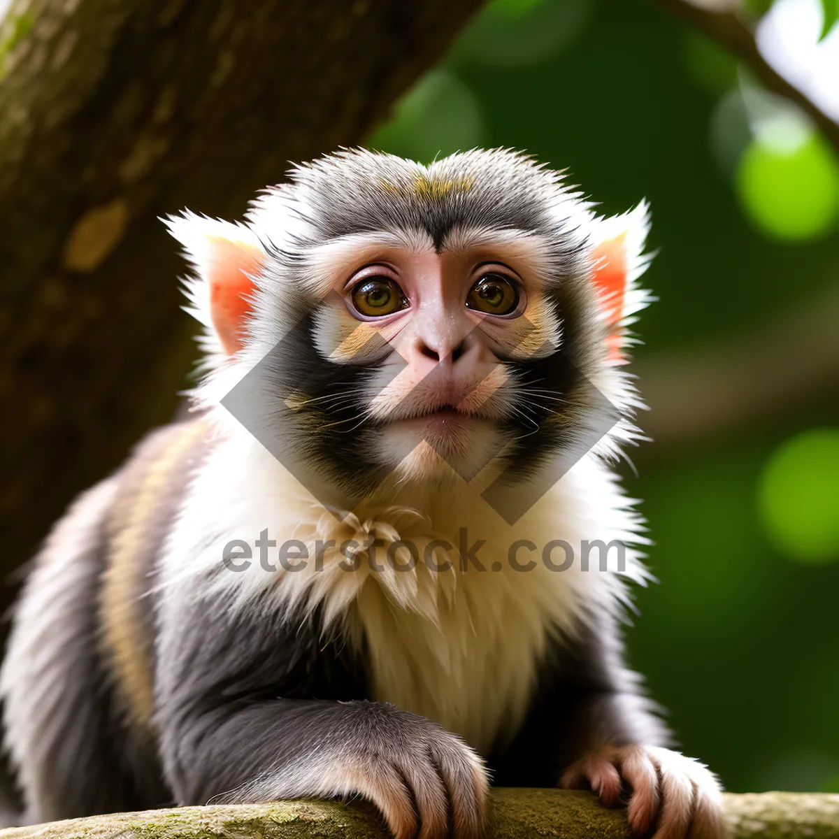 Picture of Cute Baby Macaque Monkey in Jungle