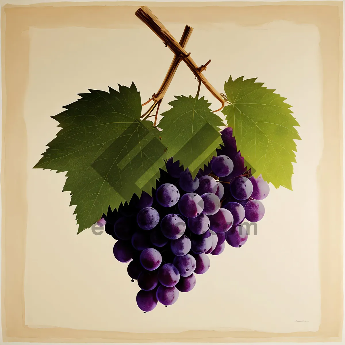 Picture of Sweet and juicy ripe grapes on vineyard branch