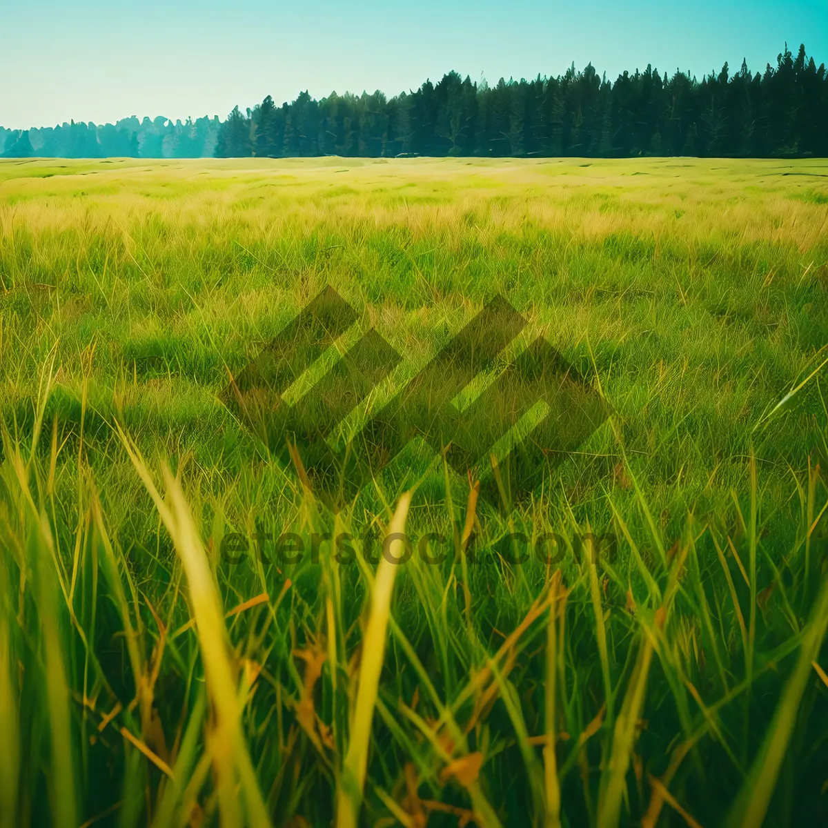 Picture of Bountiful Grain Fields Under Sunny Skies