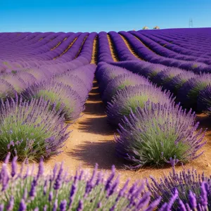 Purple Lavender Field in Colorful Bloom