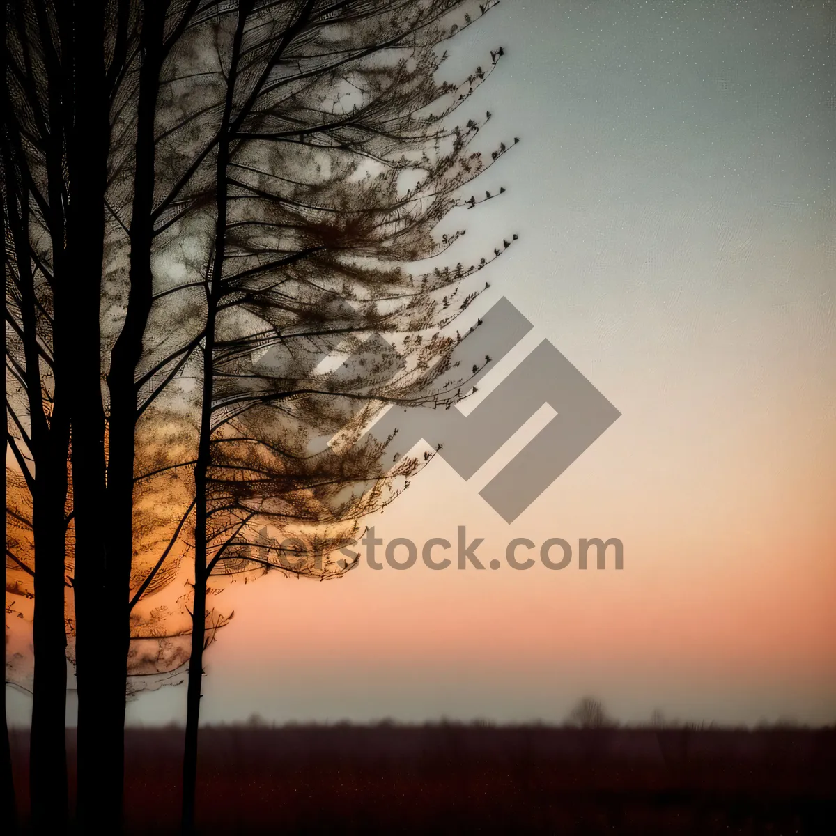 Picture of Golden Sunset Silhouette Amidst Autumn Trees