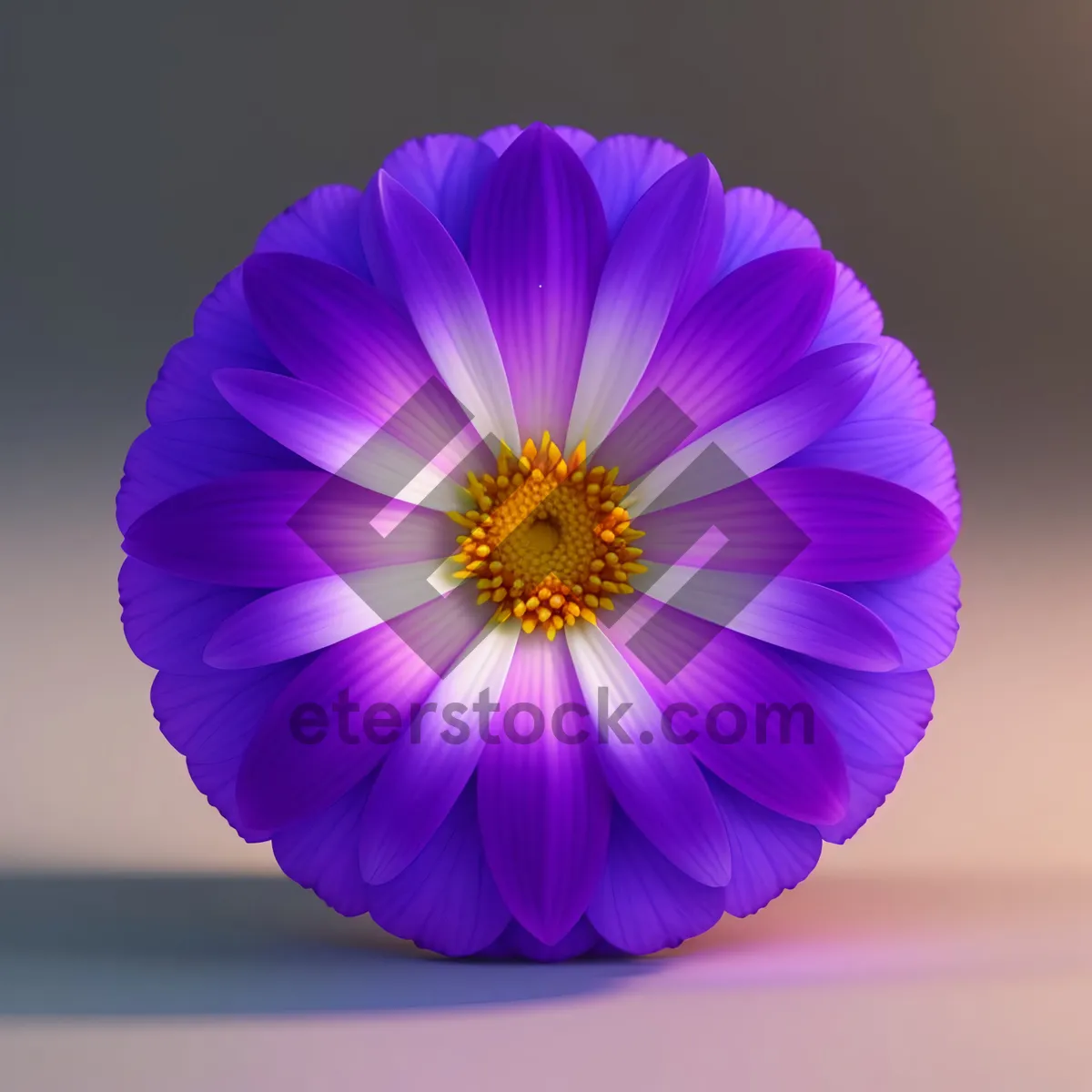 Picture of Blooming pink daisy in vibrant garden