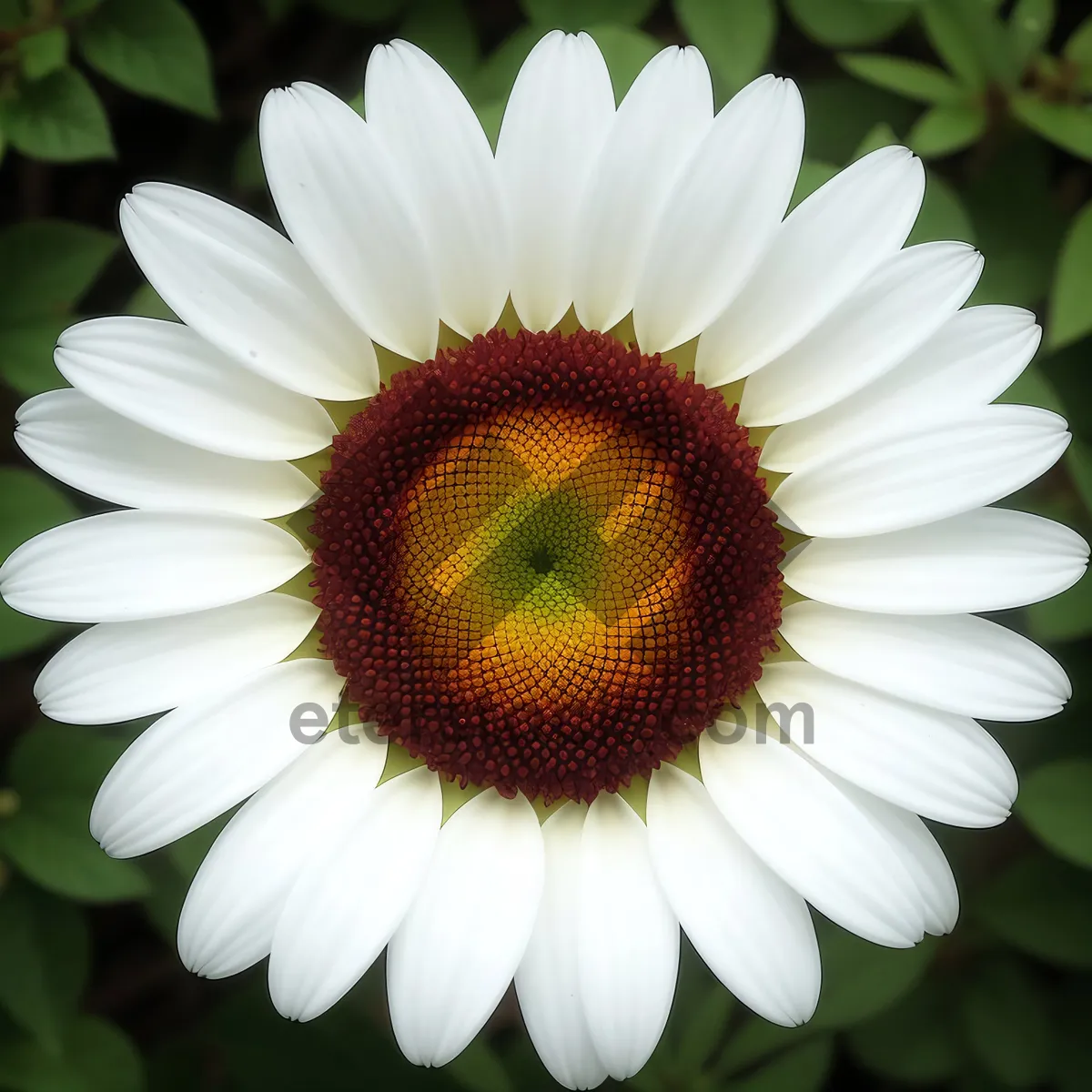 Picture of Closeup of Yellow Daisy Blooming in Spring Garden