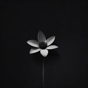 Yellow Lotus Bloom in Summer Garden