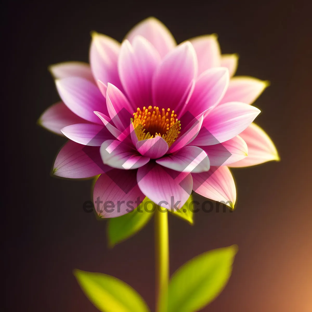 Picture of Pink Lotus Flower in Full Bloom