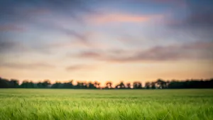 Colorful Summer Cereal Field Landscape Wallpaper