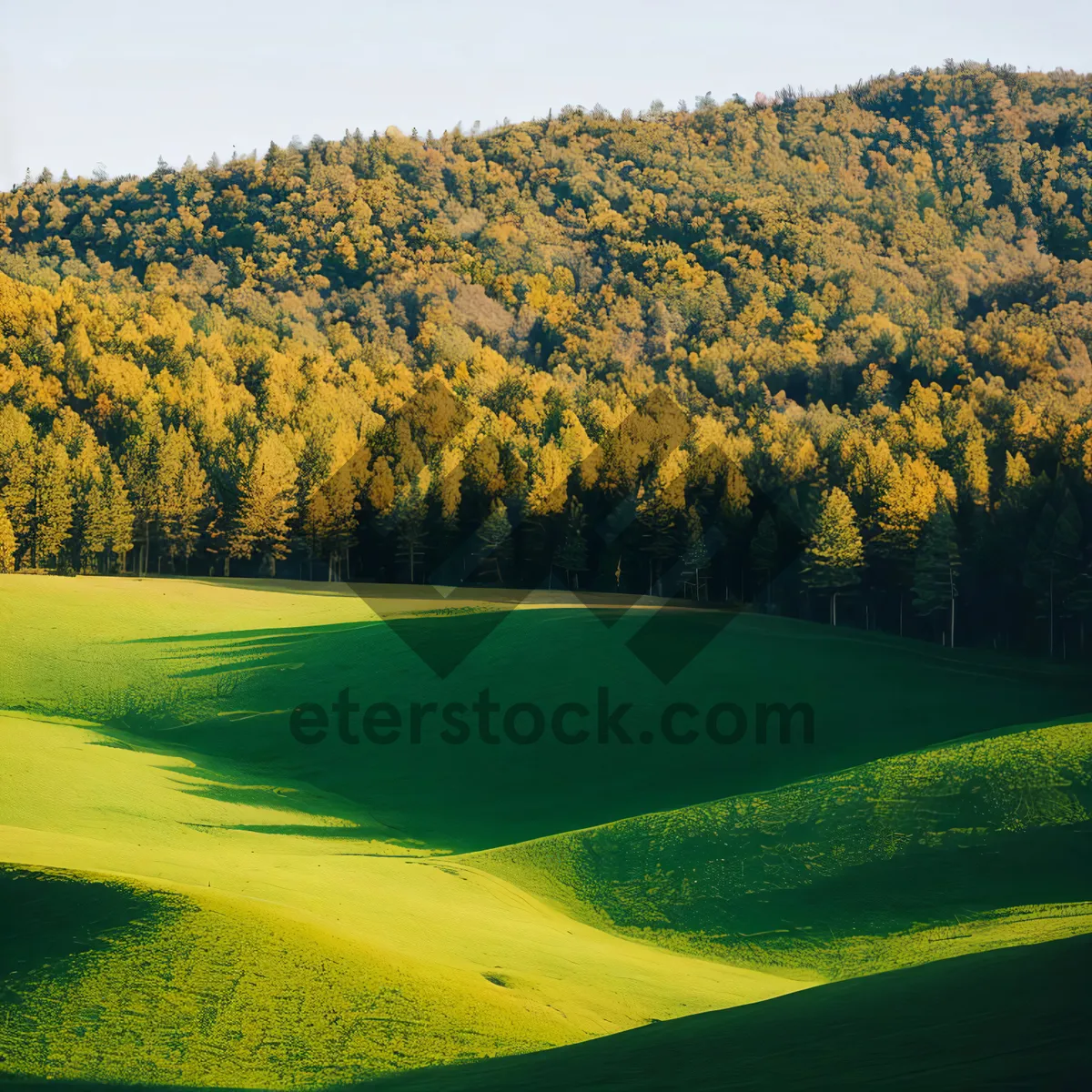 Picture of Mountain View Fields with Golden Rapeseed Blooms