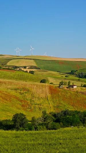 Sunny Rural Landscape with Rolling Hills and Blue Sky