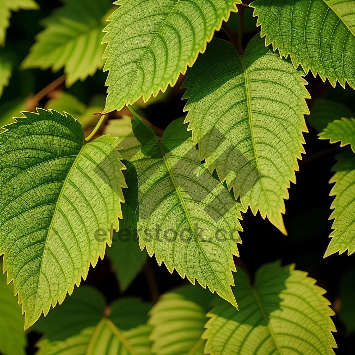 Picture of Lush Spring Foliage in Sunny Forest