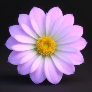 Pink Daisy Blossom in Full Bloom