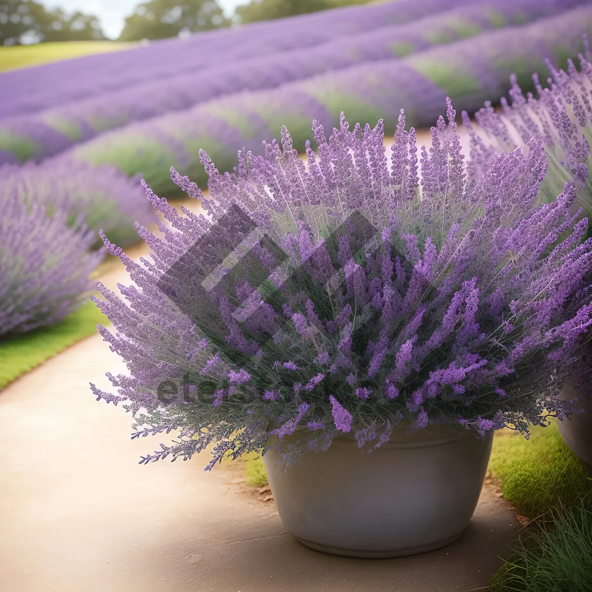 Picture of Lavender Field in Full Bloom