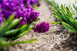 Lavender Butterfly Bush in full bloom with lilac flowers.