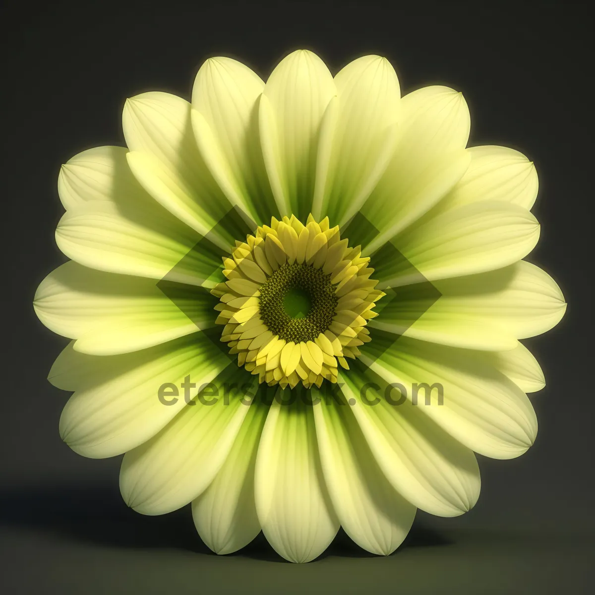 Picture of Vibrant Yellow Daisy Blooming in Garden