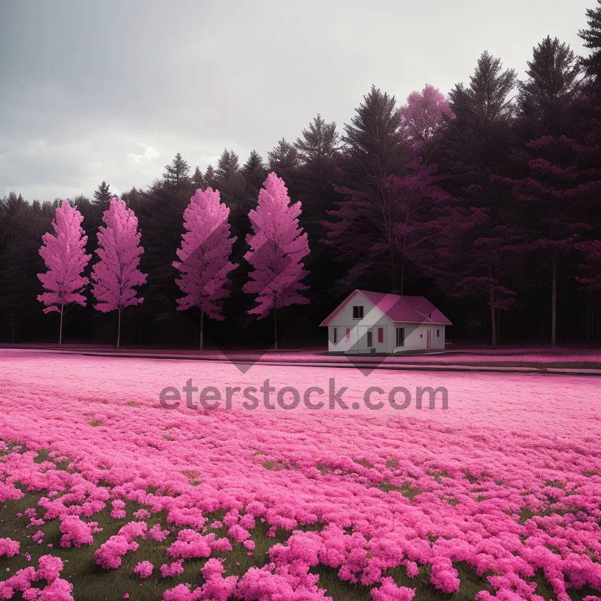 Picture of Colorful Spring Phlox Blossoming in Garden