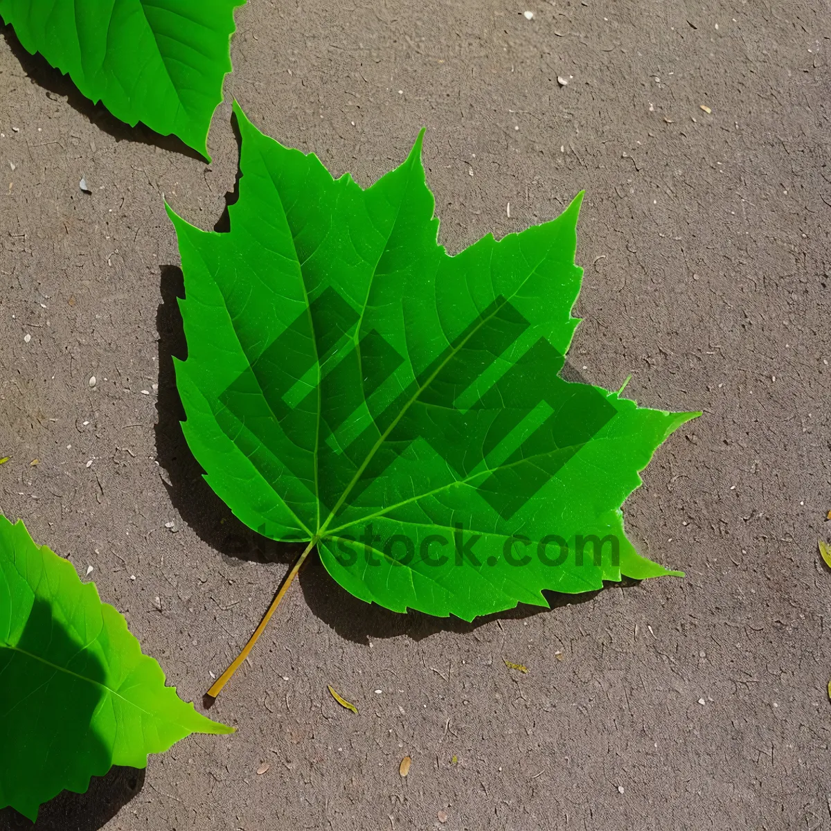 Picture of Organic Leafy Green Texture in Summer Garden