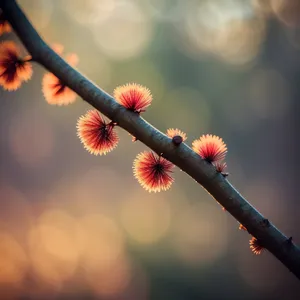 Willow Blossom Against Spring Sky