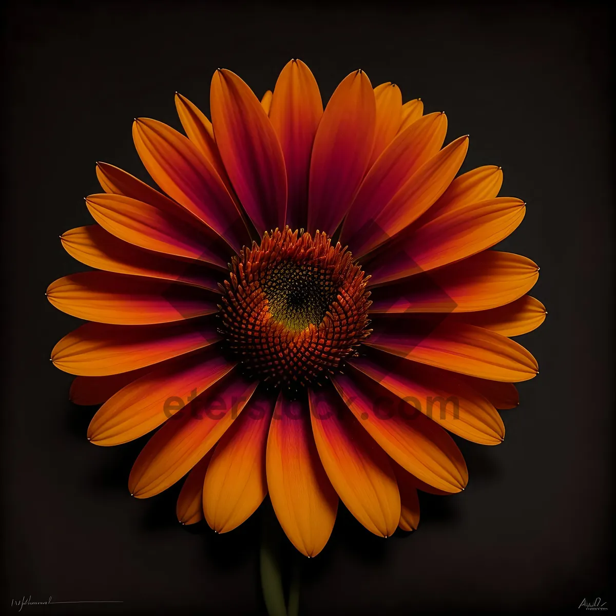 Picture of Vibrant Sunflower, Botanical Blossom in Full Bloom