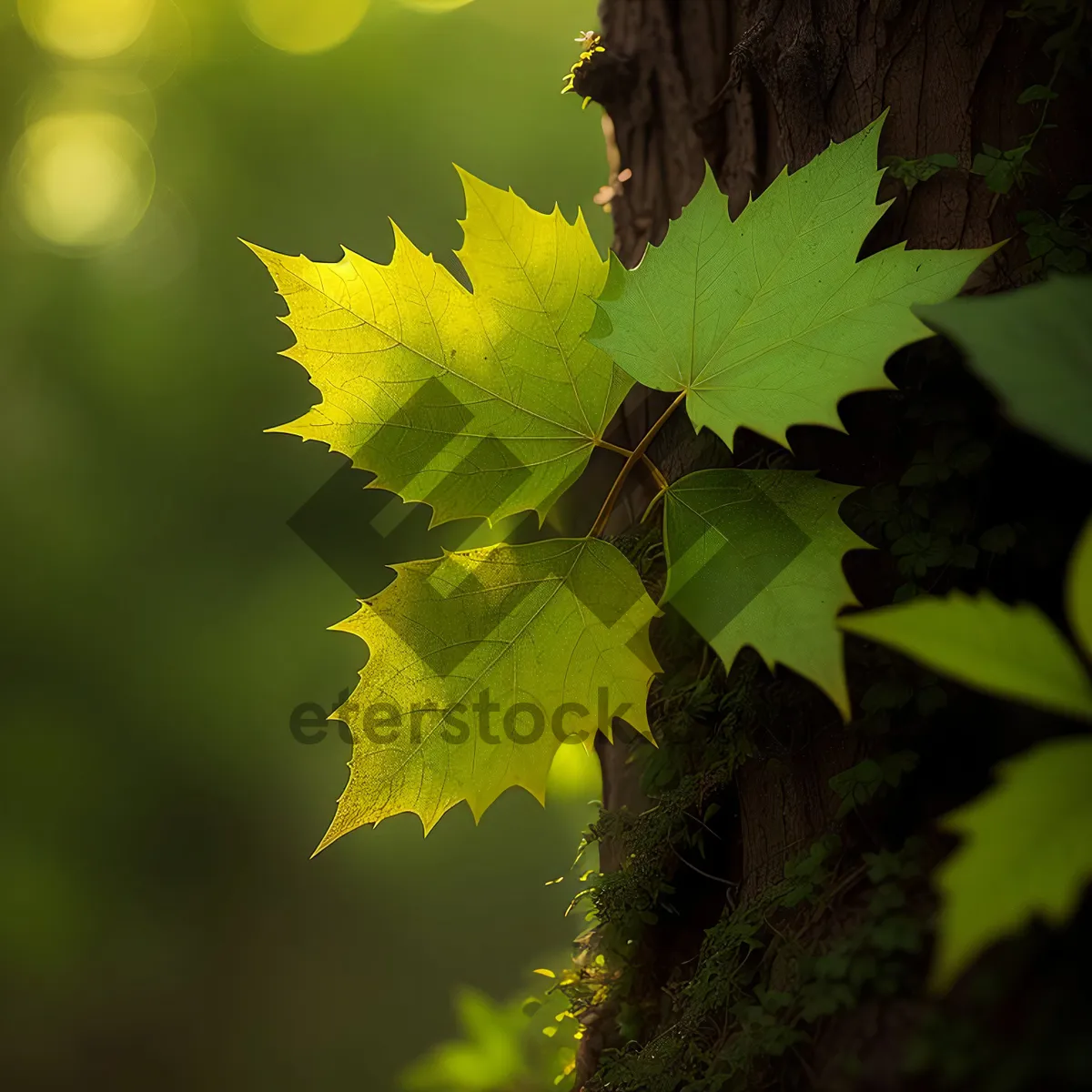 Picture of Vibrant Maple Leaves in Lush Forest