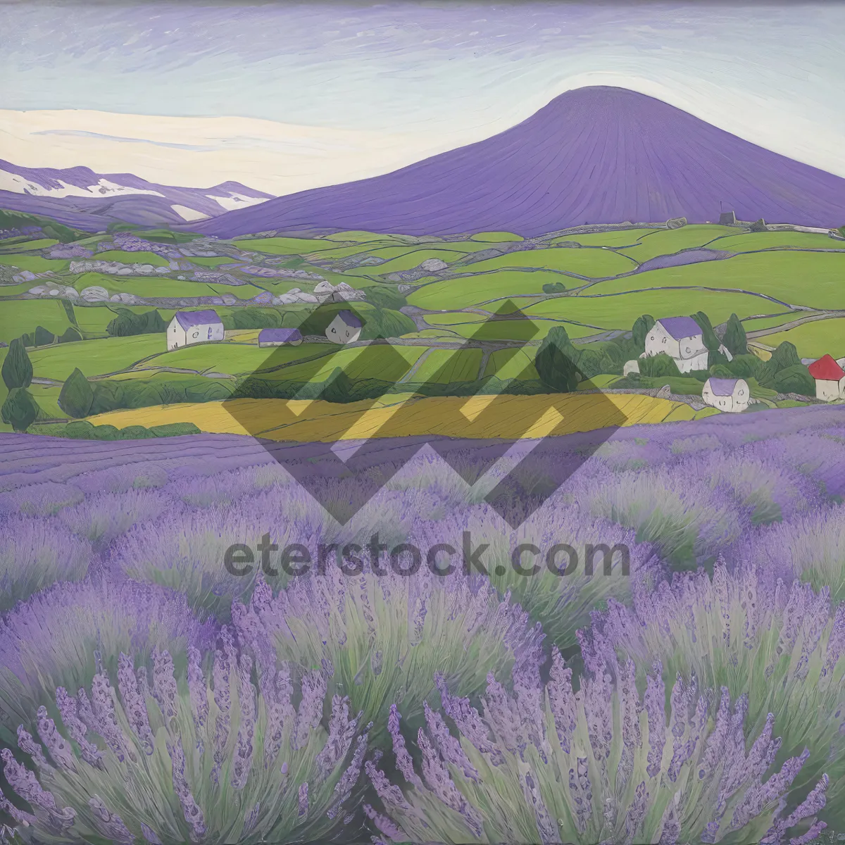 Picture of Vibrant Lavender Blooms in Tranquil Countryside Meadow